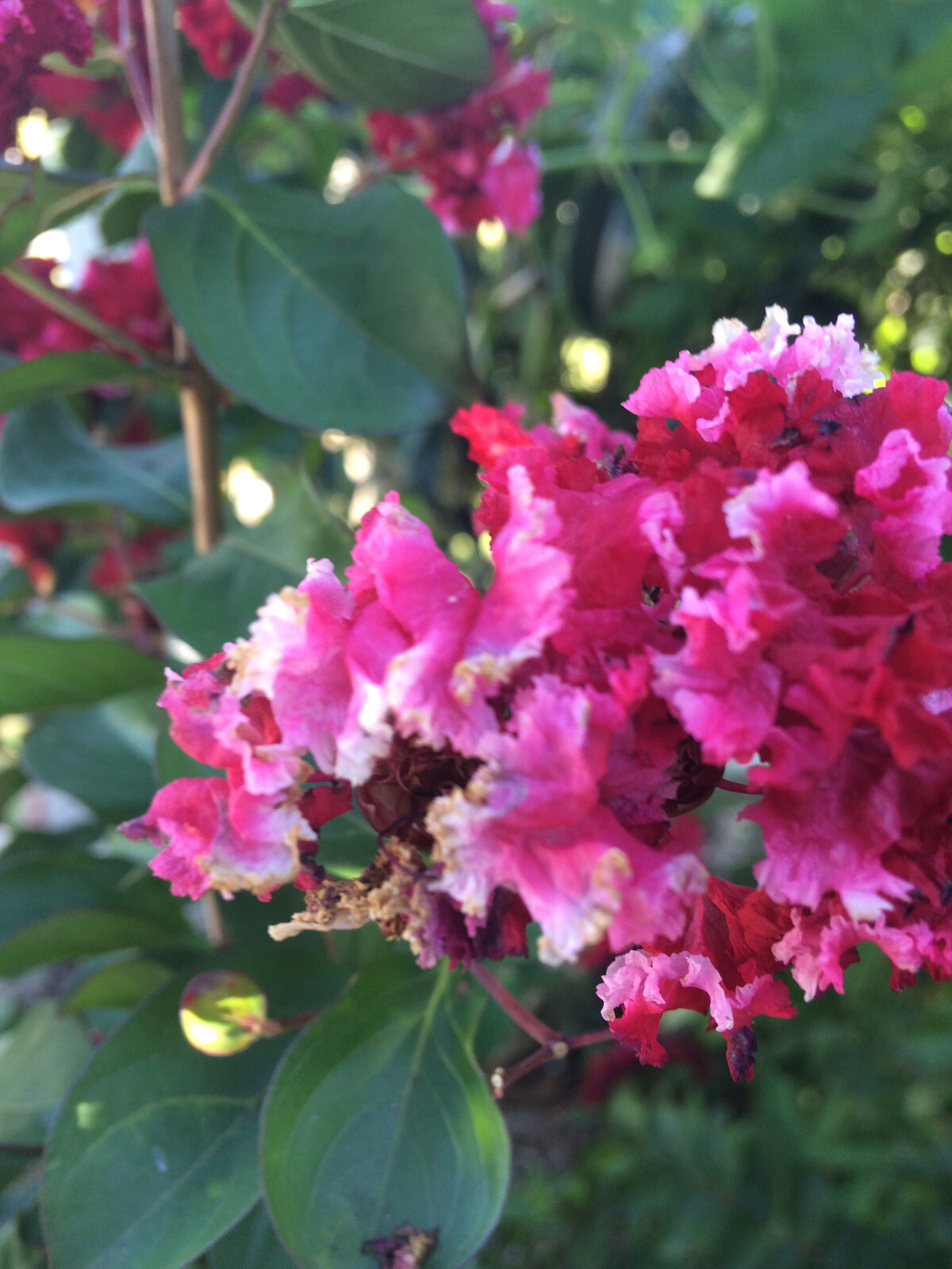 Crape Myrtle | Dwarf Strawberry Dazzle | 10 seeds