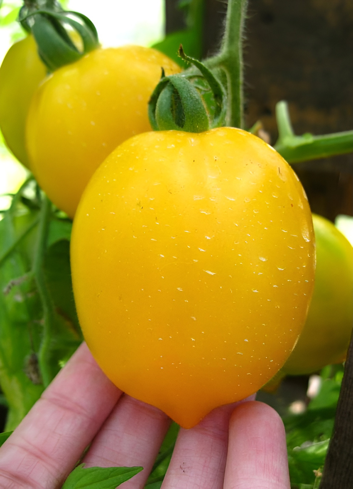 100 Heirloom Rare Lemon Plum Tomato Seeds – Large Sweet Salad Tomato Lemon Shape