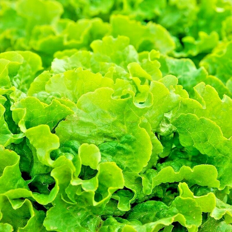 600+GREEN ICE Lettuce Seeds Organic Vegetable Spring Fall Garden Container Easy