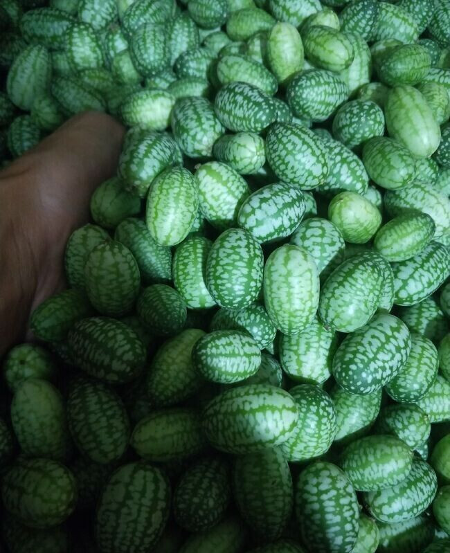 ORGANIC SEEDS 20 Cucamelon Melothria Scabra MINI WATERMELON BIO Non-GMO