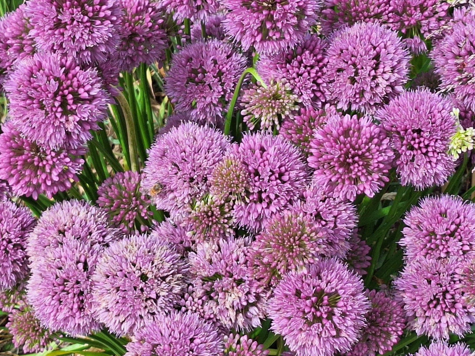 ALLIUM MILLENIUM LAVENDER FLOWERS 200 SEEDS, ORNAMENTAL ONION, HARDY