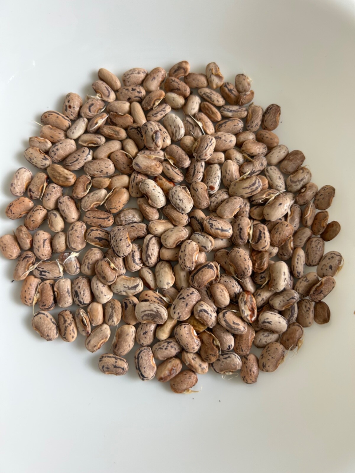 25+ Dragon’s Tongue Bush Bean Seeds Heirloom Easy to grow