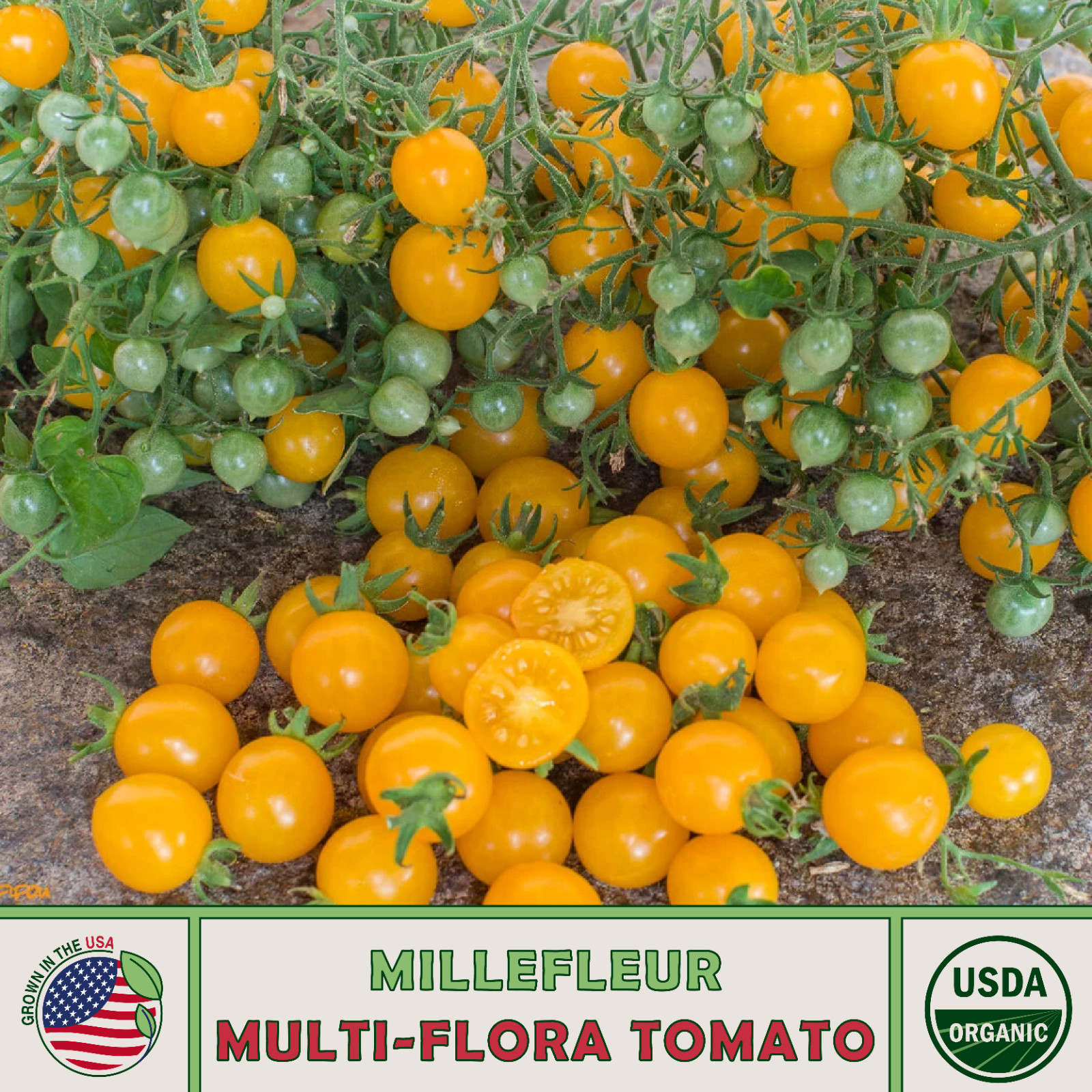 10 Millefleur Multi-Flora Tomato Seeds, Organic, Open-Pollinated, Non-GMO