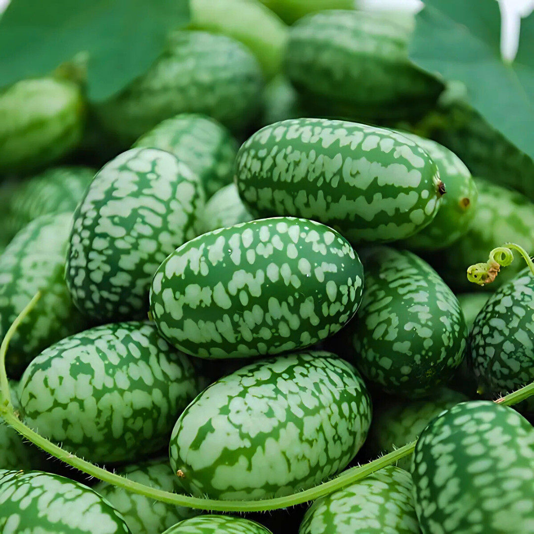 Fresh Mexican Sour Gherkin Seeds | Mouse Melon | Heirloom Non-GMO | Vegetables