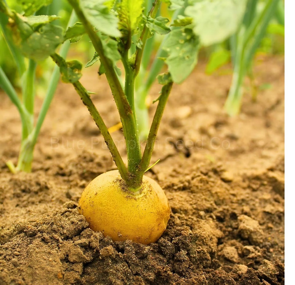 Golden Helios Radish 100 – 5000 Seeds Microgreens 30 days fast grower Non-GMO