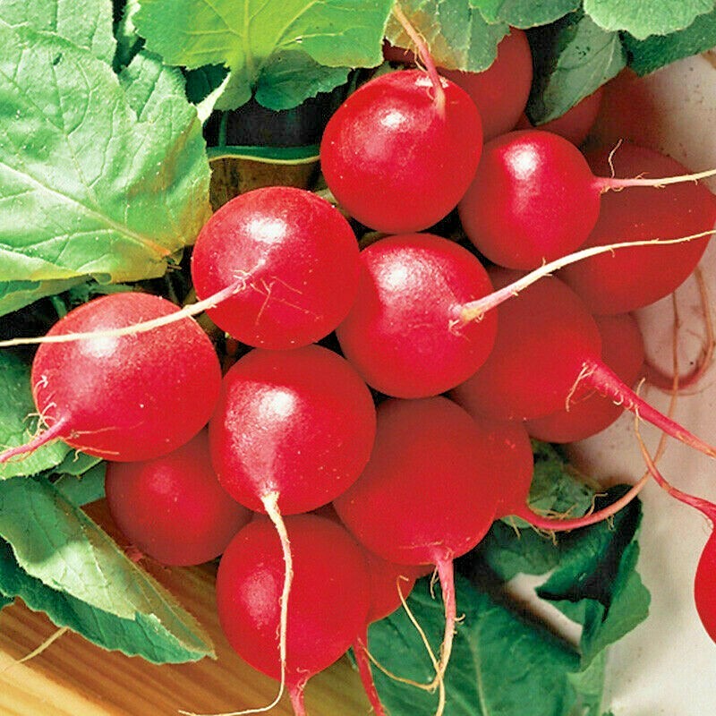 300+ CHERRY RADISH SEEDS VEGETABLE SPRING GARDEN SALADS HEIRLOOM NON-GMO USA
