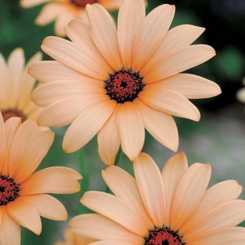 200+AFRICAN DAISY MIX Seeds White Orange Yellow Apricot Drought Tolerant Annual