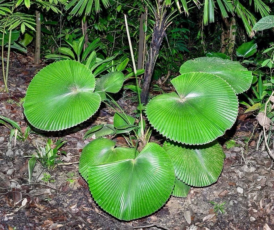 Rare Licuala Cordata Seed ~ House Plants ~ Plants ~ Palms ~ Unique