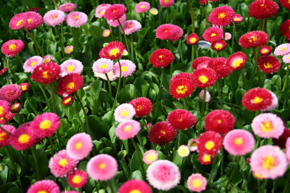 Bellis perennis EUROPEAN DAISY Seeds!