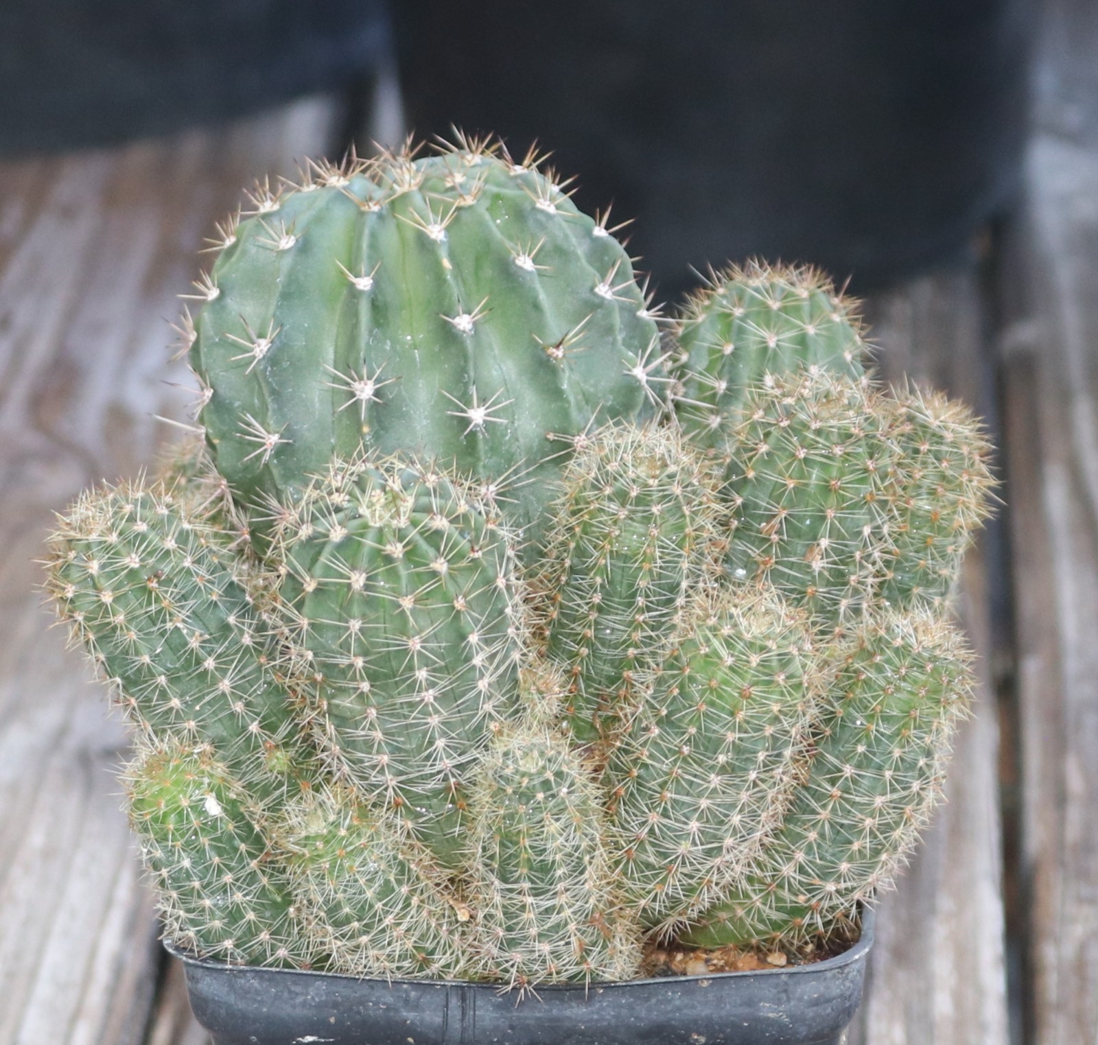 Echinopsis hybrid ‘Tropical Sunset’