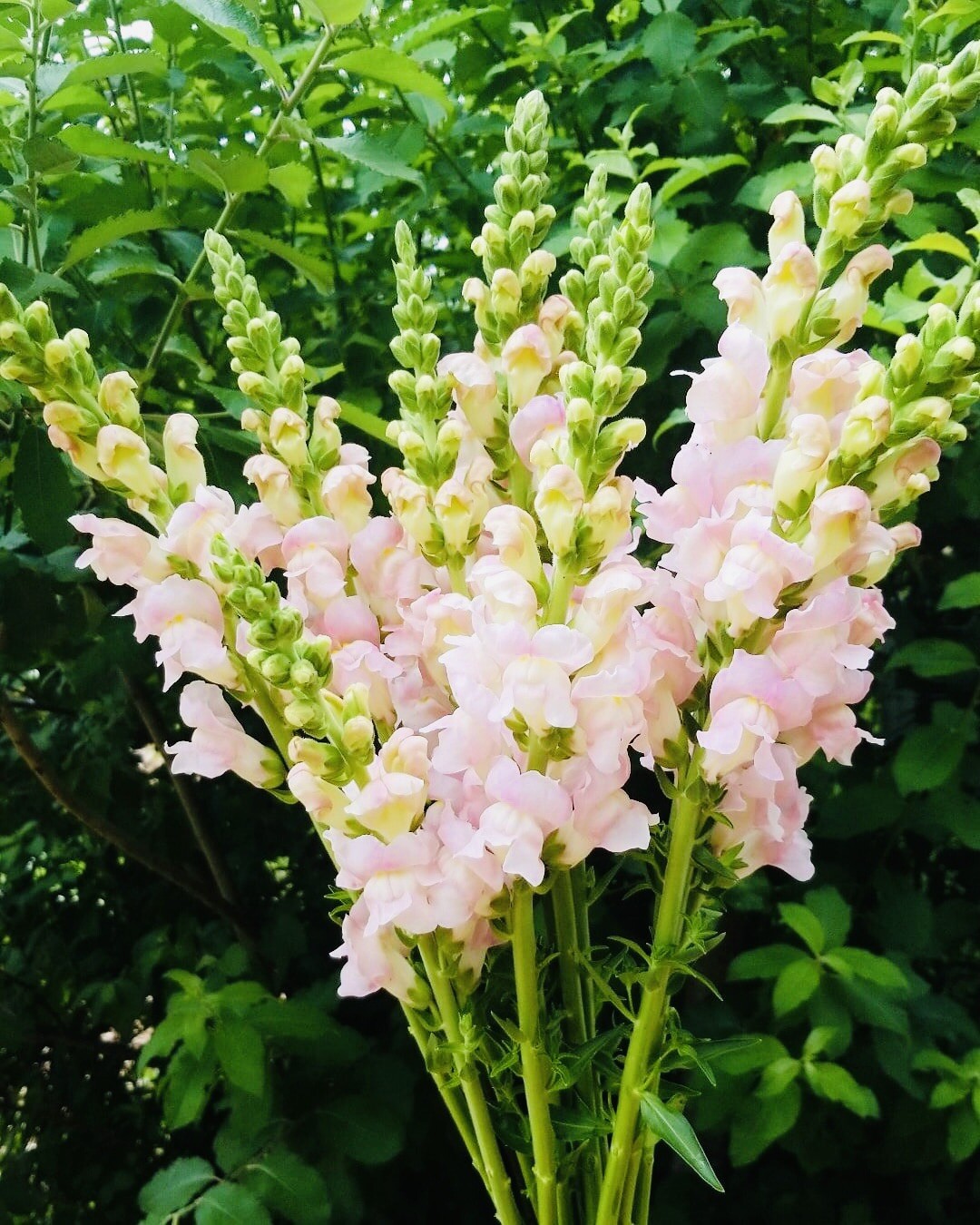 SNAPDRAGON FAIRY BOUQUET FLOWER SEED MIX NONGMO FRESH HARVEST