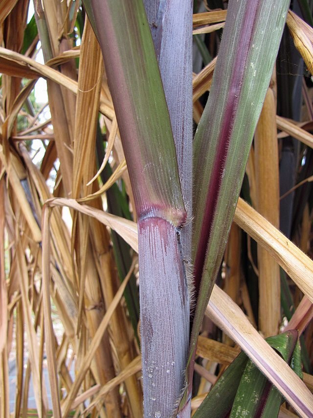 Cenchrus purpureum | Elephant Grass | 10 Seeds