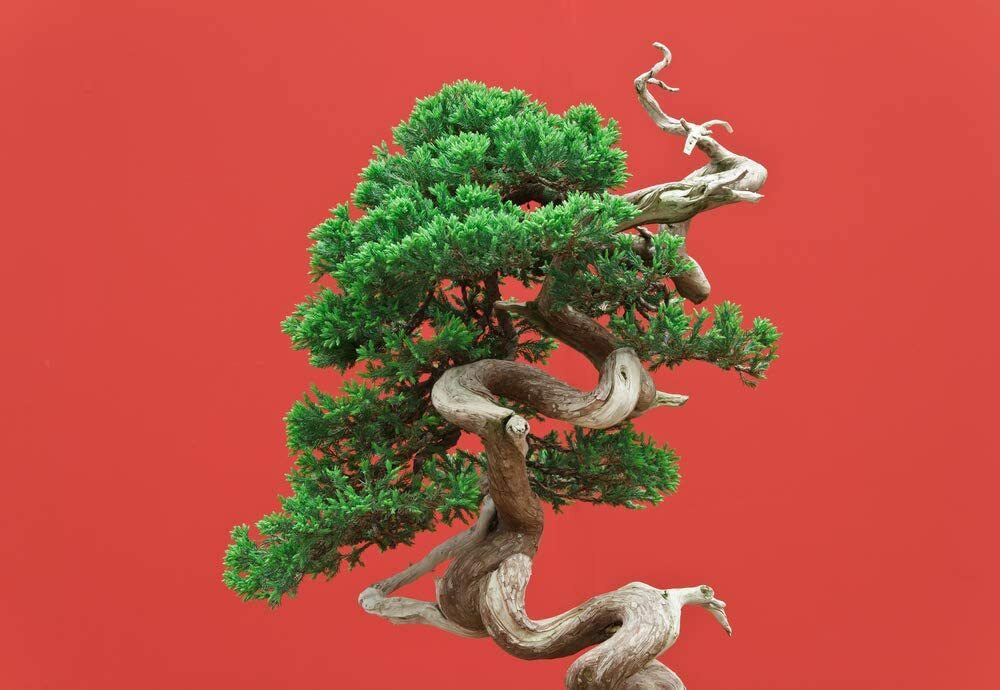 10 Bonsai Juniper Tree Seeds for Planting Highly Prized for Bonsai