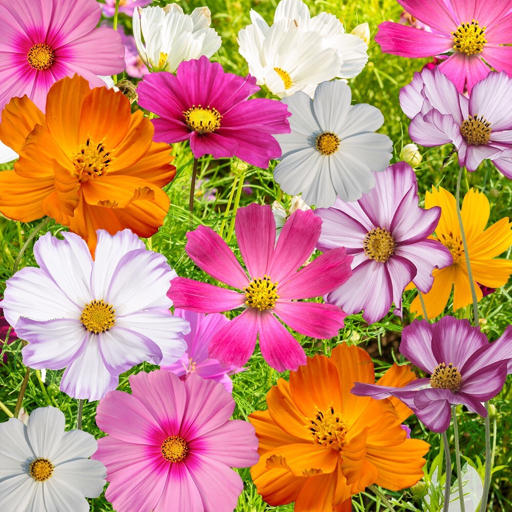 Seed Needs Crazy Cosmos Mix 10+ Varieties NO FILLER – 1/2 LB