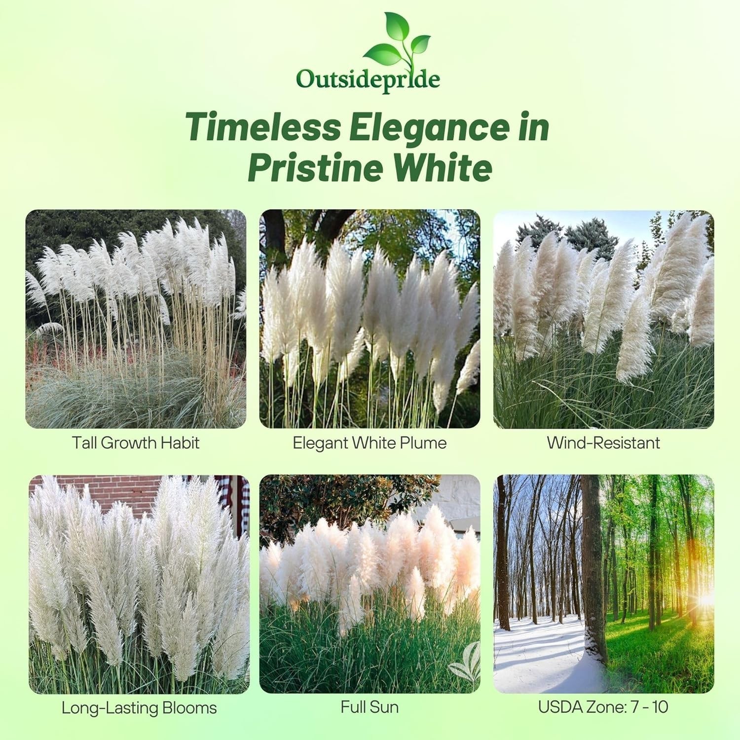 White Pampas Grass Seeds – 1,000 Pcs. Perennial, Drought-Tolerant Ornamental …