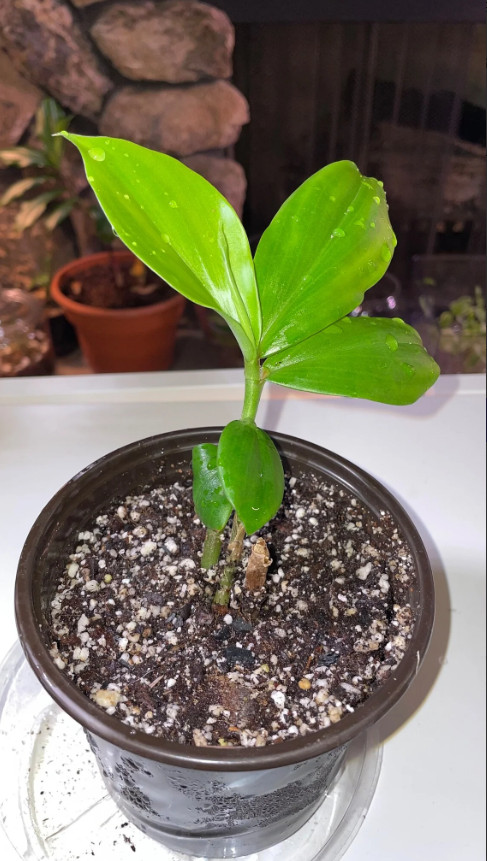 INSULIN PLANT/Fiery Costus /Spiral Flag (1 Rhizome) BLOOD SUGAR SUPPORT(3-6in)