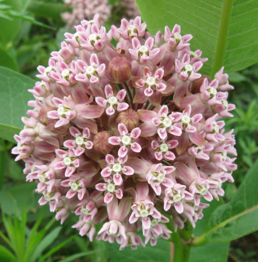 MILKWEED SEEDS 50+ “COMMON” perennial FLOWER garden BUTTERFLY FREE SHIPPING