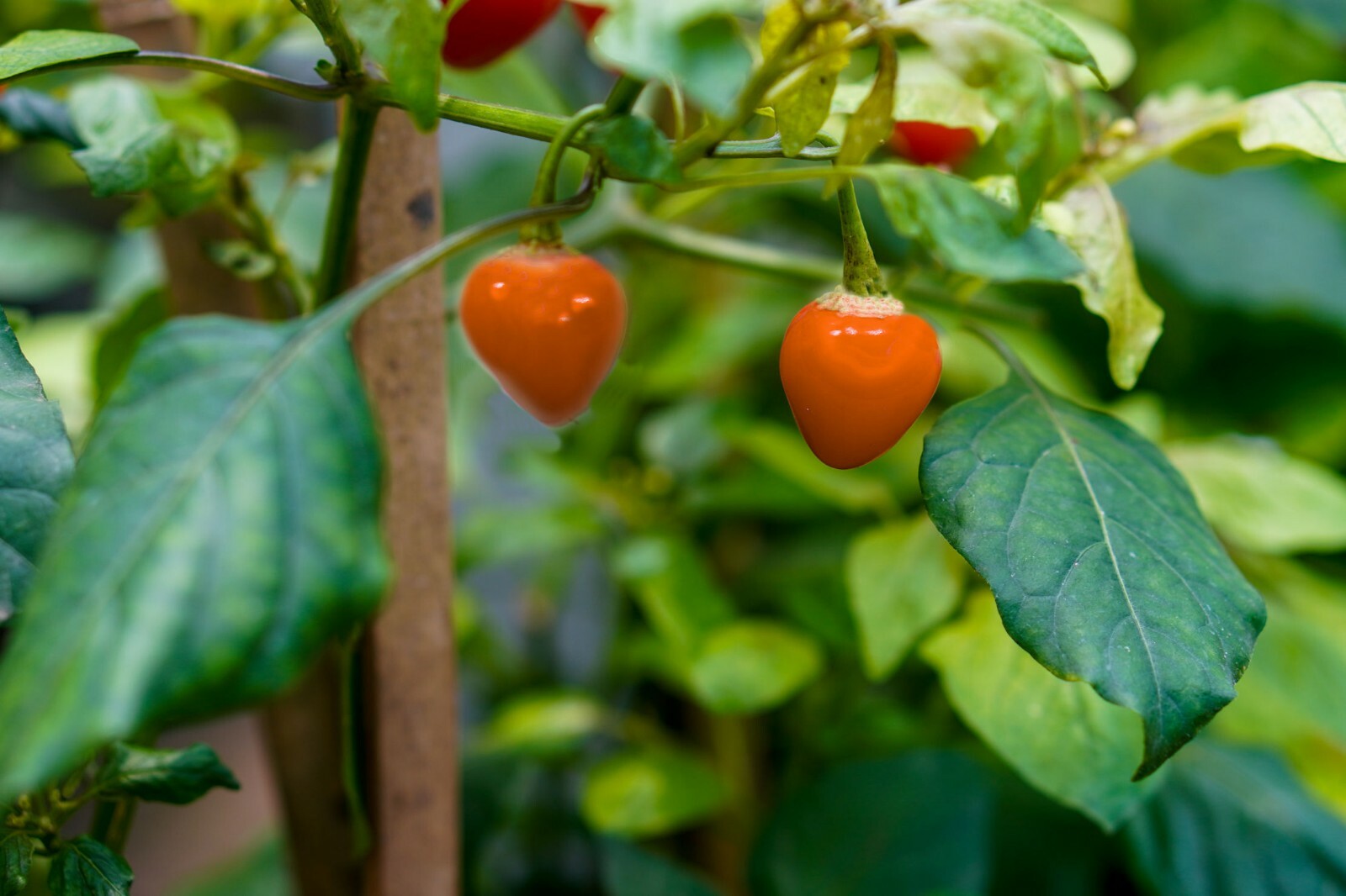 Pepper – Golden Nugget -All Natural Vegetable Seeds – Mildly Hot-!0 Seeds