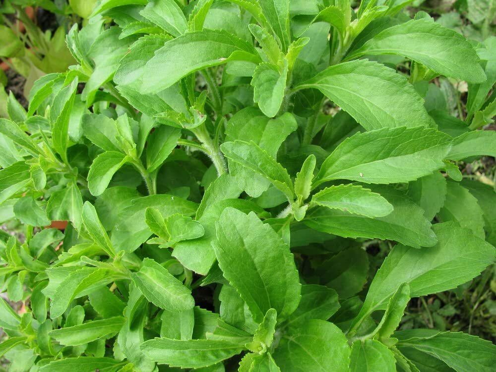 250 Stevia Sweetleaf Herb Plant Seeds for Planting Natural Stevia