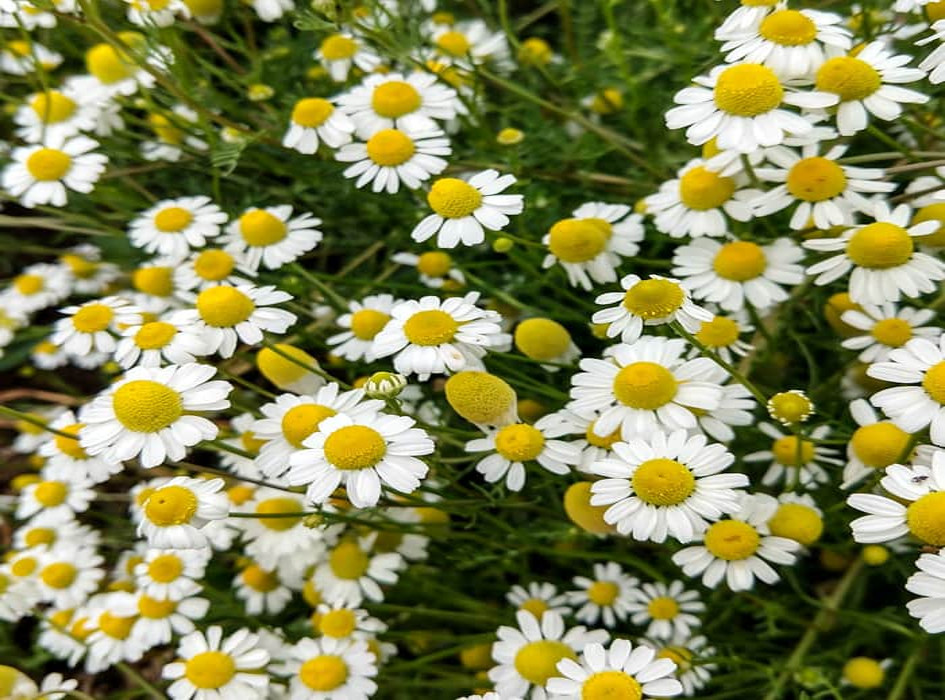 1,000 + Zloty Lan Organic Chamomile ~ Rare Heirloom Seeds Polish Variety