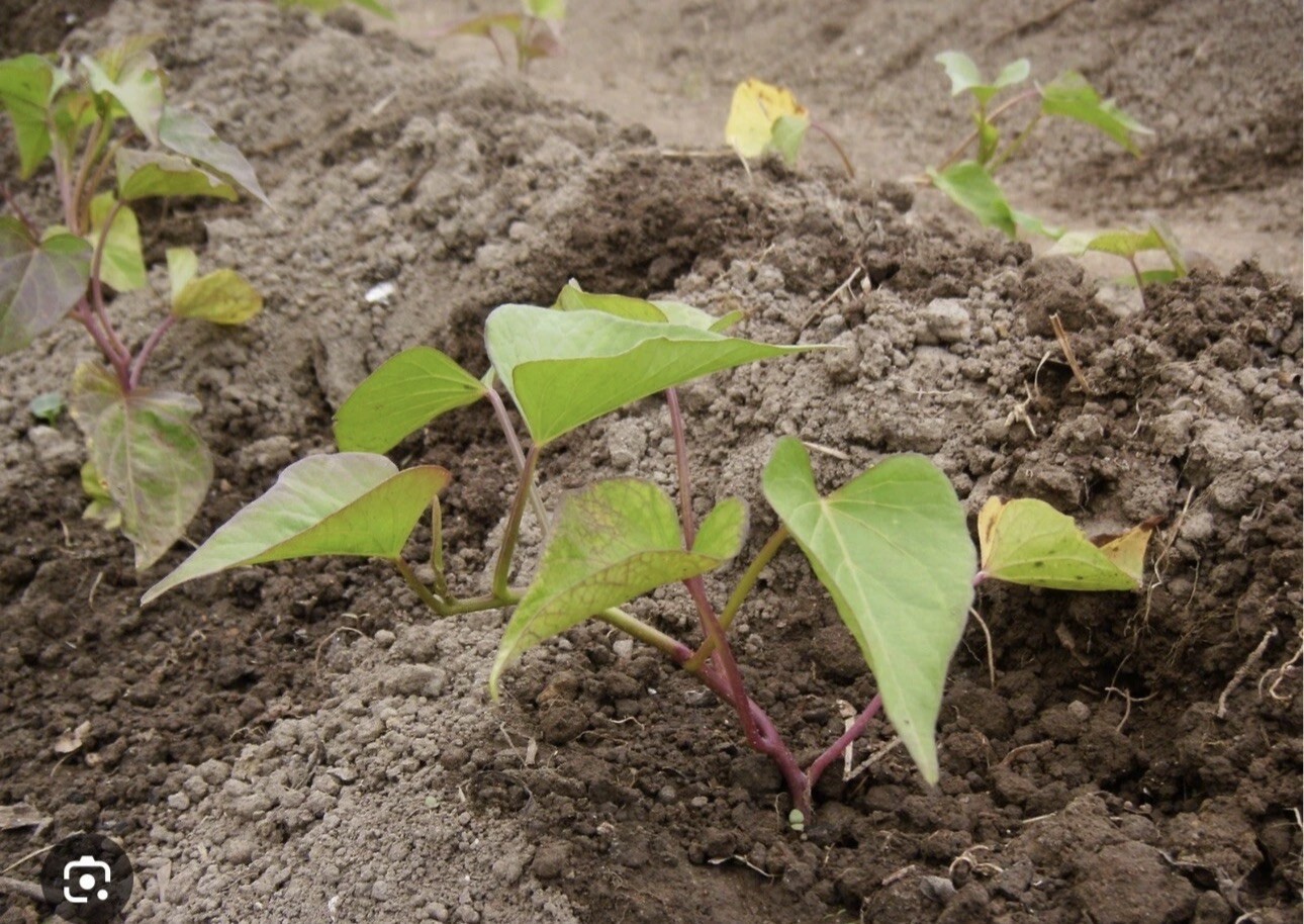 5 RootedPurple Molokai Sweet Potato Plant In a Cup Molokai Sweet Potato Plant
