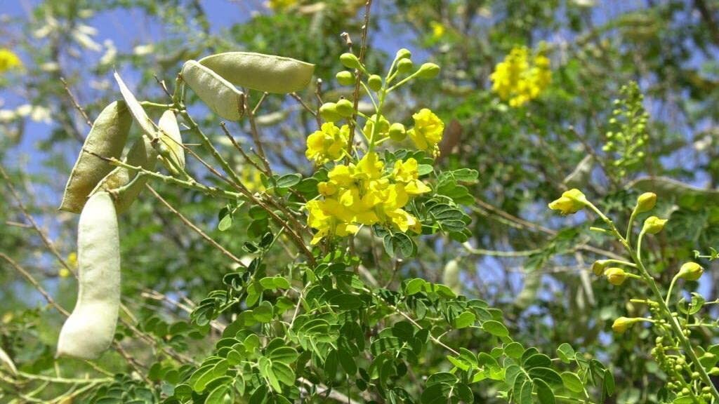 Totoposte Bush Seeds to Plant (10 Seeds) – Caesalpinia Velutina