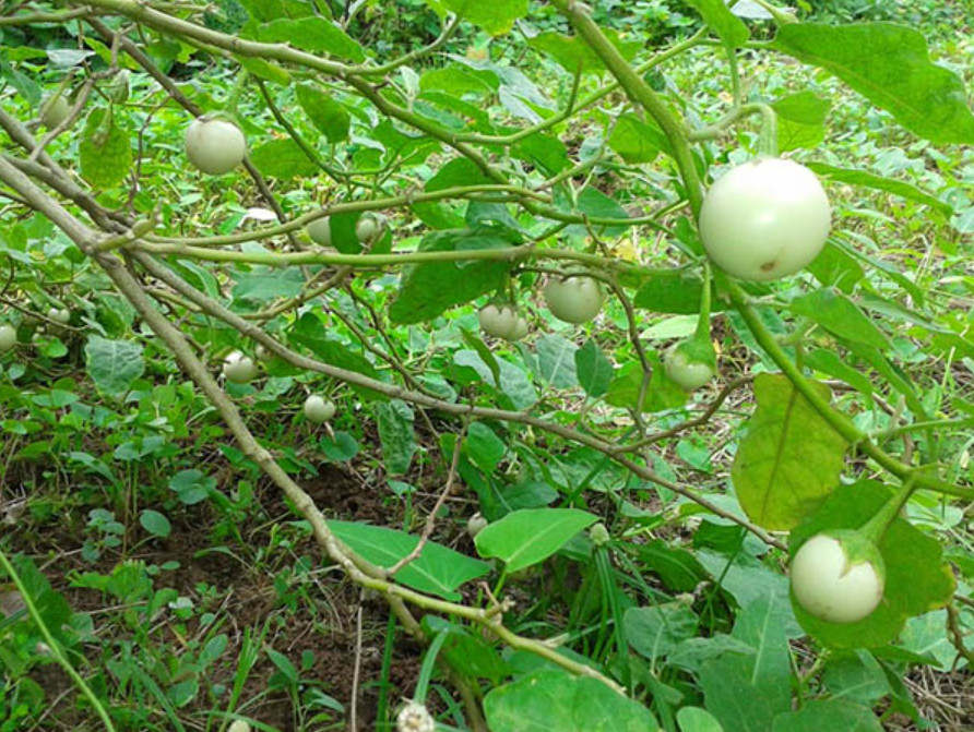 White Mini Round Eggplant Seeds – 0.5g per Pack – Vegetable – Cà Pháo Trắng