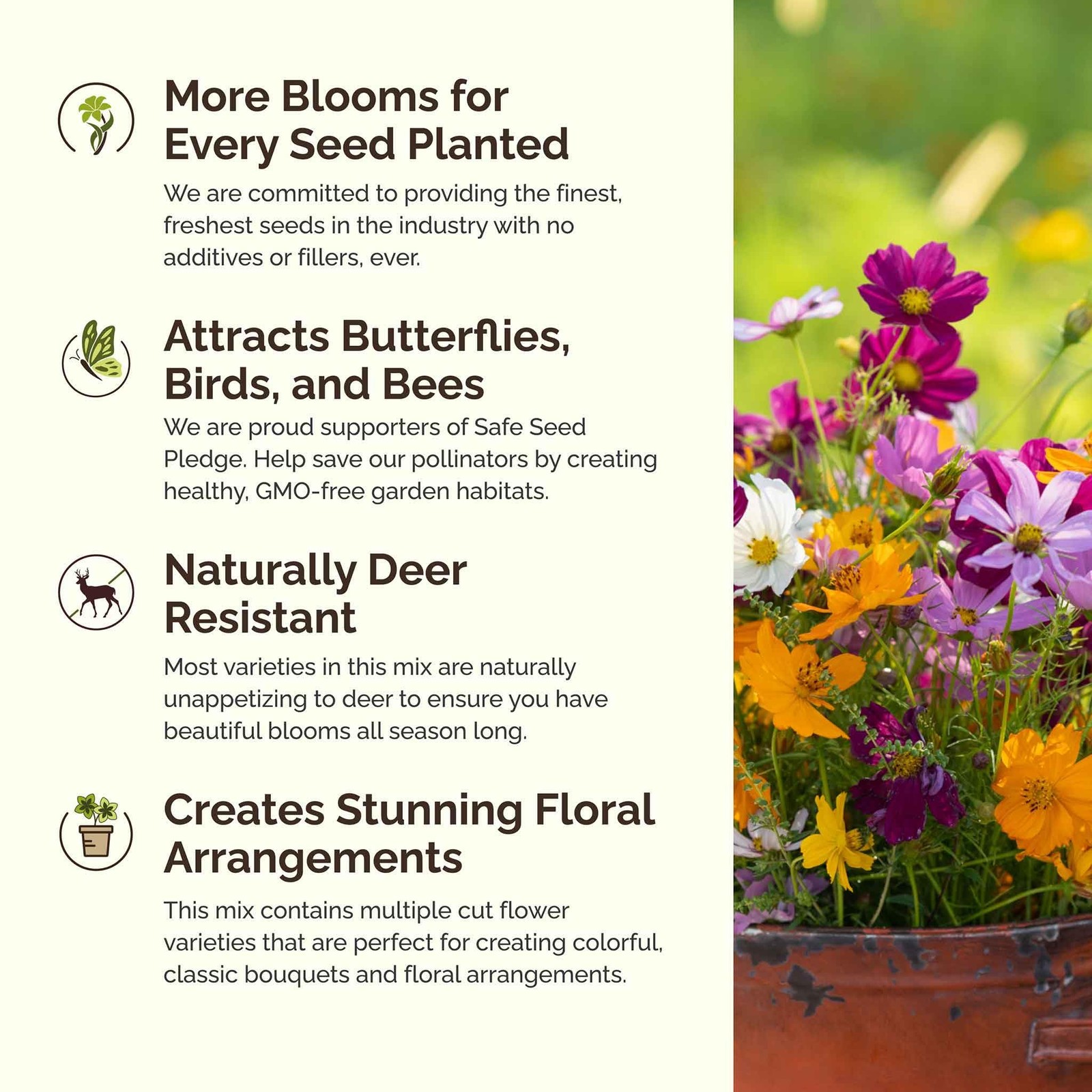 Mixed Cosmos Flower Seeds 1 lb – Attract Pollinators, Plant in Spring or Fall