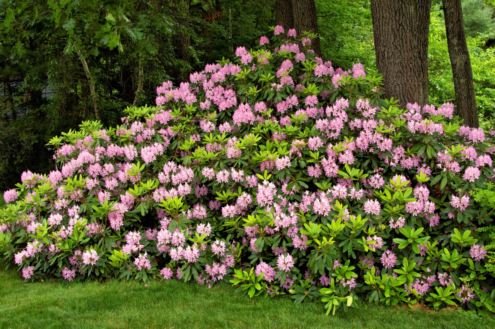 50 Rosebay RHODODENDRON Maximum White Pink Laurel Bush Shrub Flower Seeds
