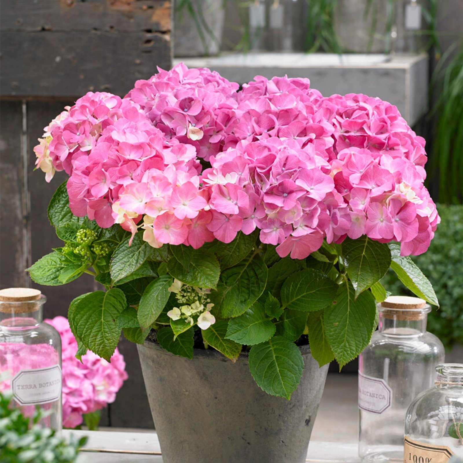 Garden State Bulb Pink Beauty Hydrangea Shrub, Bare Root, Spring Planting