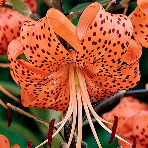 Lily Flower Bulbs Tiger Lilies 3 Large Orange Black Florist Flowers Spring Plant