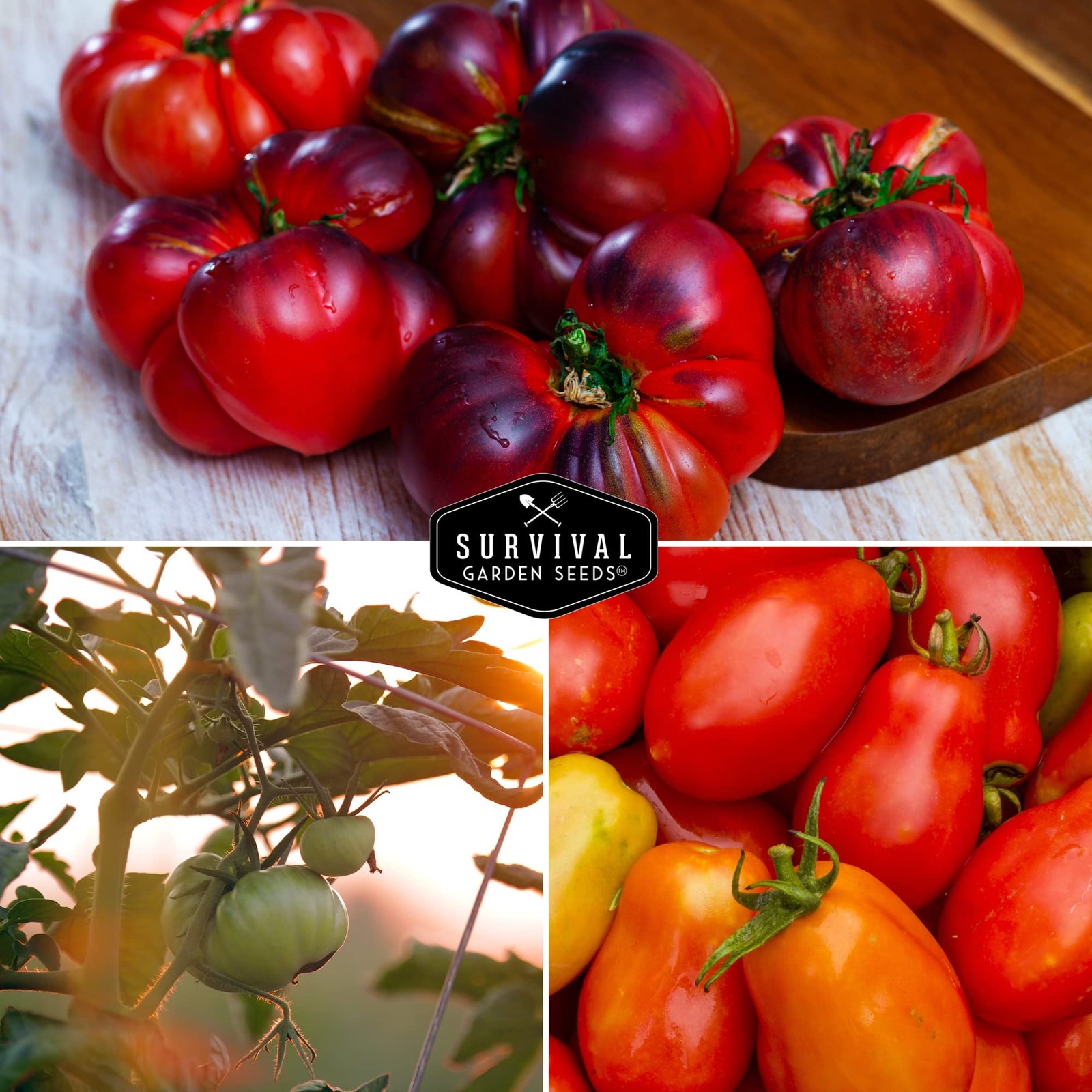 10 Tomato Collection – Cherokee Purple, Roma, Red Cherry, Aunt Ruby’s Green, …