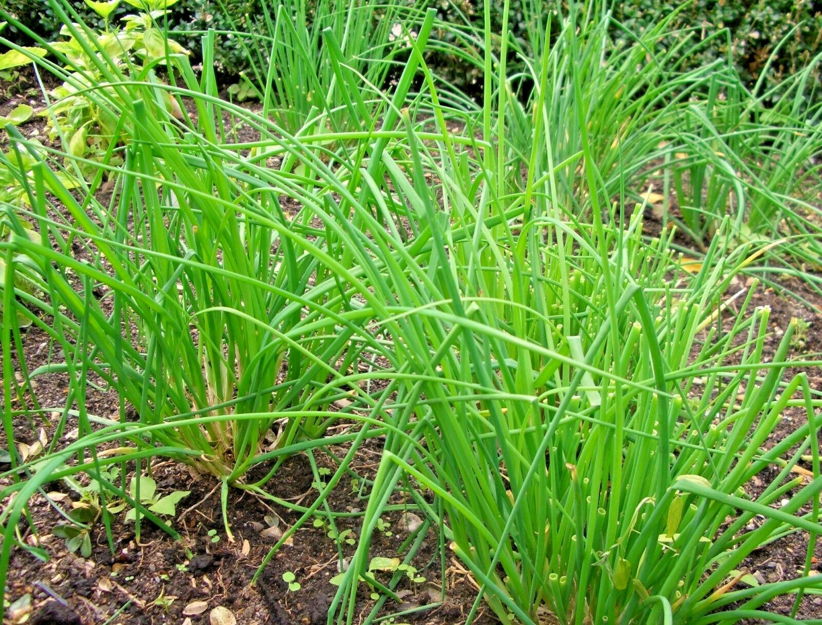 401+CHIVES Seeds Herb Green Onion Spring Fall Vegetable Garden Patio Container