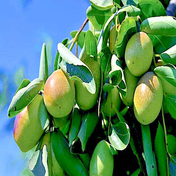 JOJOBA TREE SEEDS (Simmondsia chinensis) Medicinal Fruit Oil Goat Nut Plant RARE