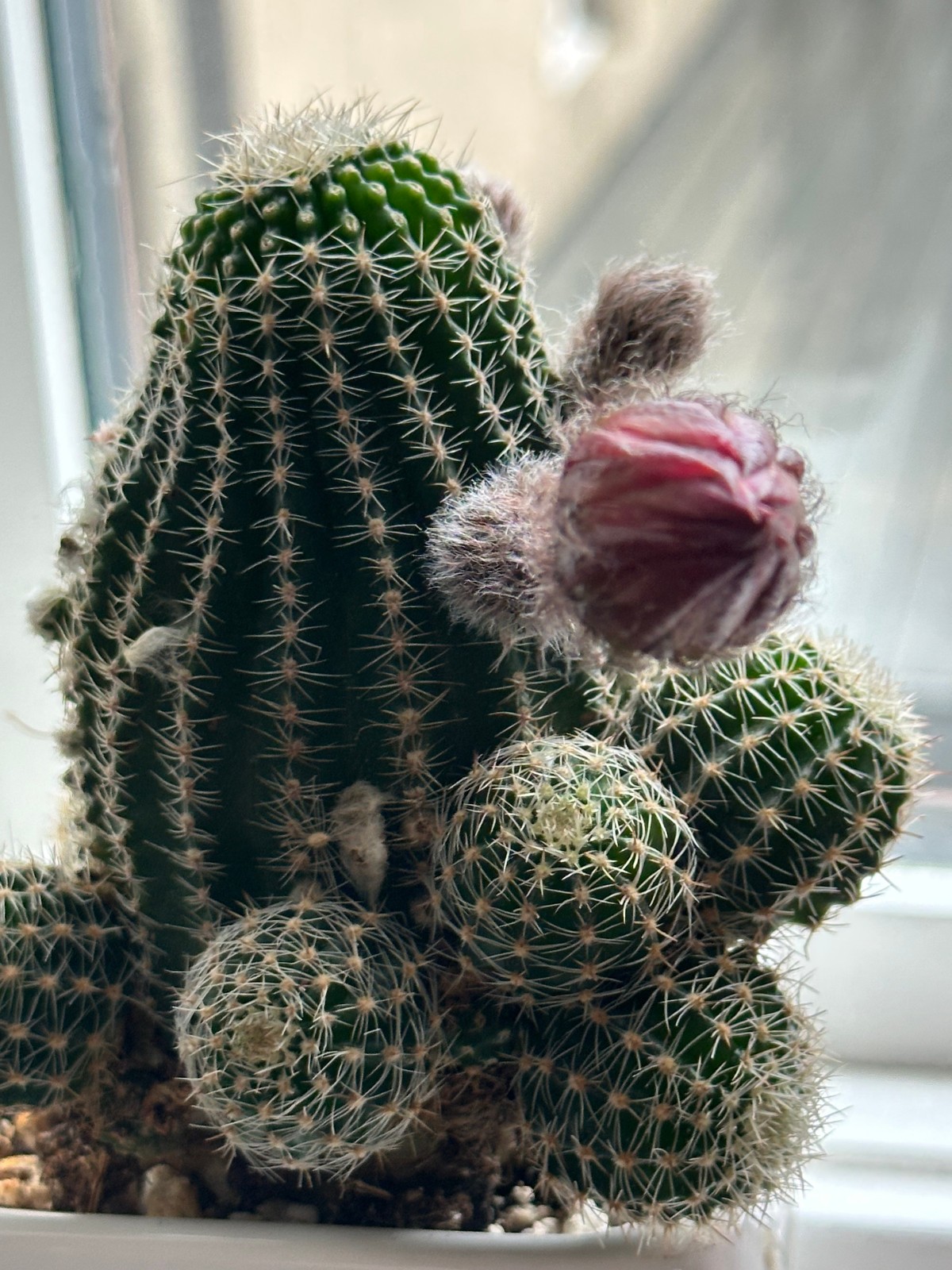 Echinopsis chamaecereus Live Cactus in 4″ pot FREE SHIPPING