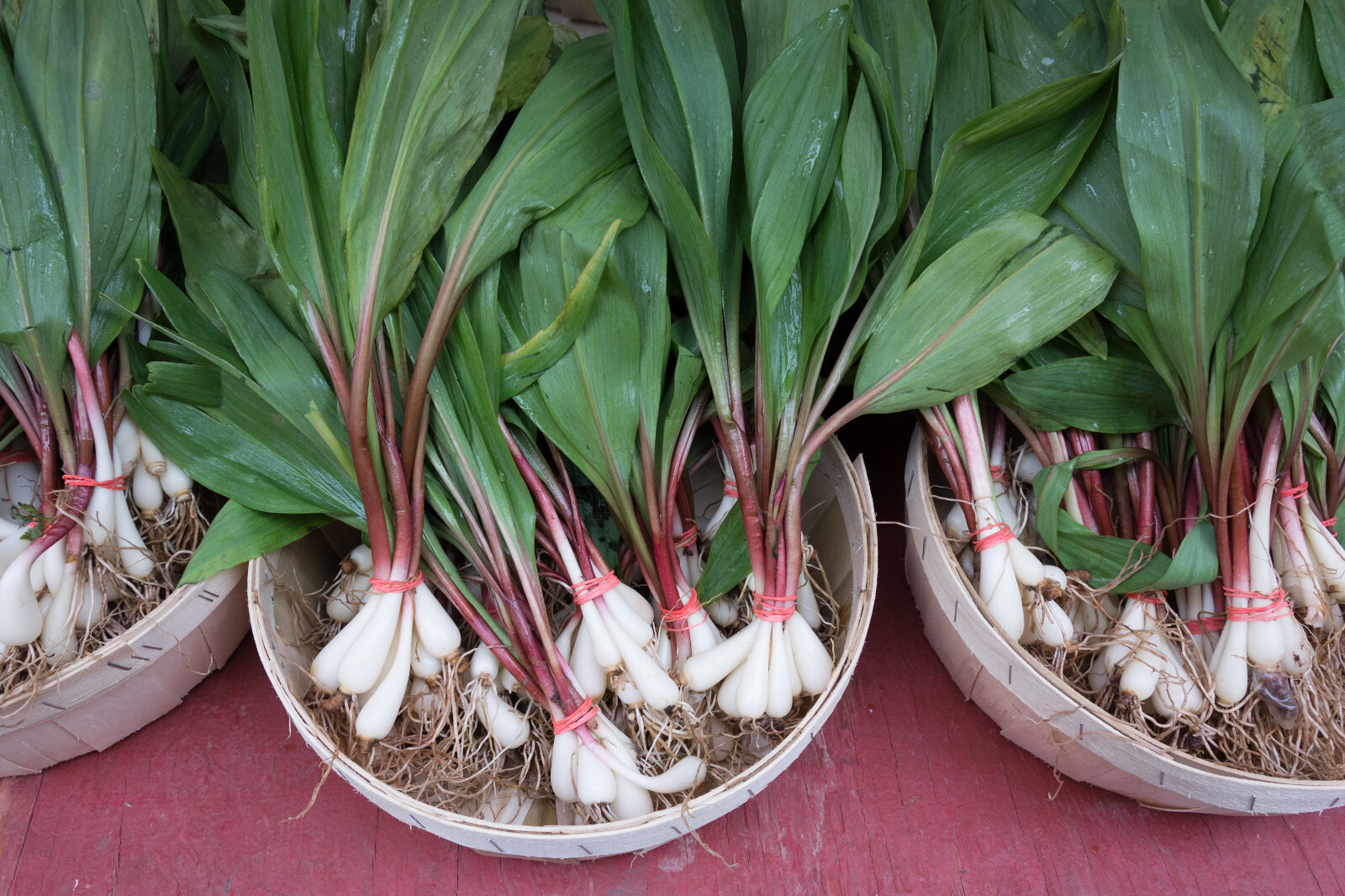 20 RAMP / WILD LEEK Allium Tricoccum Ramps Vegetable Herb Shade Flower Seeds