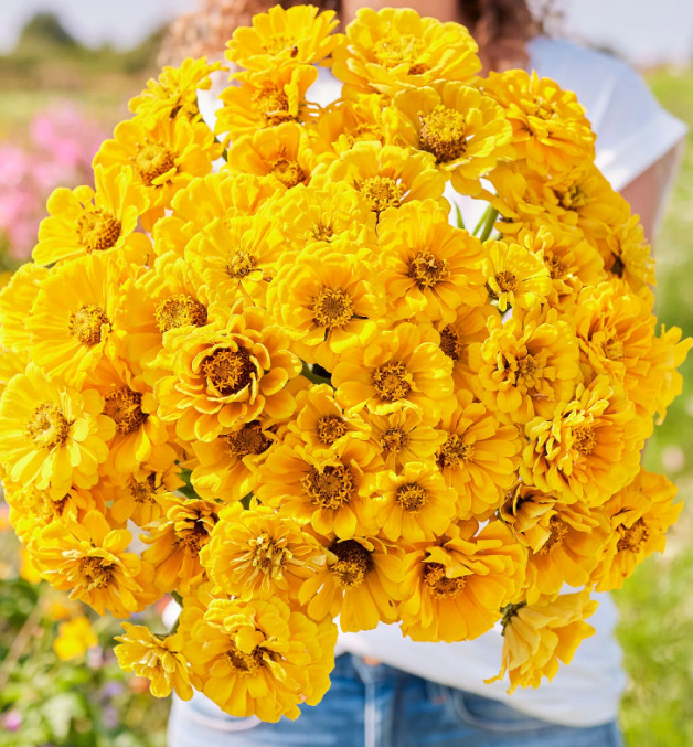 Zinnia GOLDEN STATE Double Blooms Cut-Flowers Butterflies Non-GMO 100 Seeds