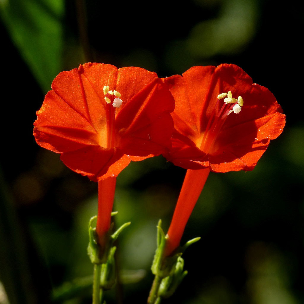 Ipomoea hederifolia | Scarlet Morning Glory | 10_Seeds