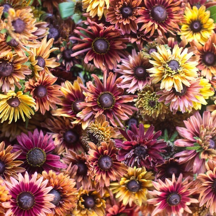 25 Rudbeckia Sahara Mix seeds