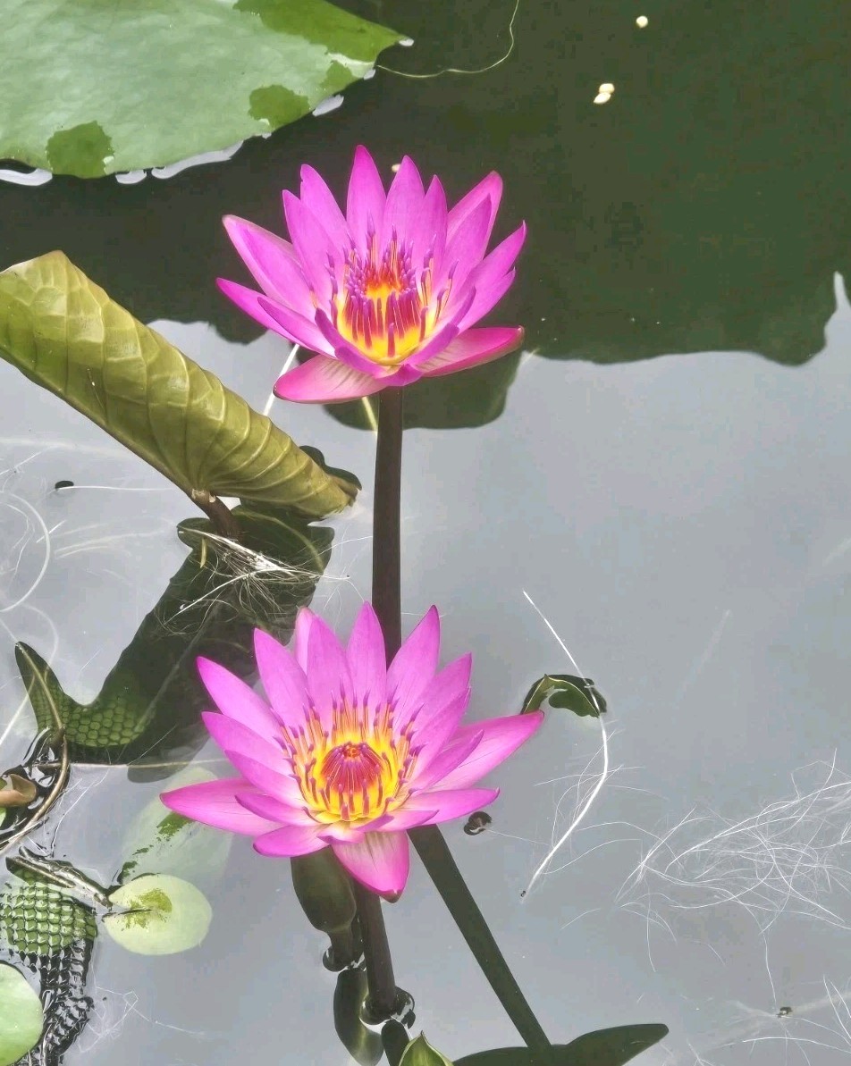 TWO Aquatic Hardy Sacred Pink Water Lily Plant FRESH Mature Rhizomes 3″- 4″