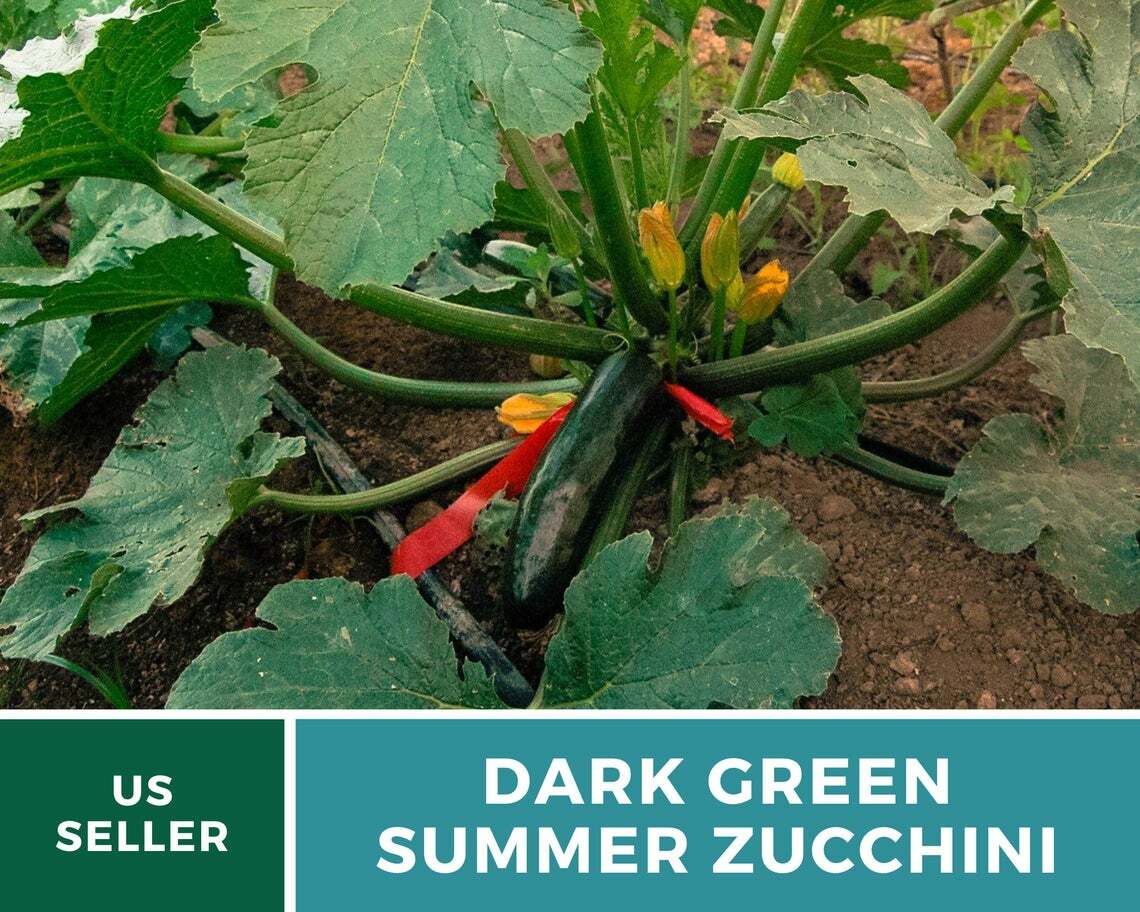Squash, Dark Green Zucchini Summer – 25 Seeds – Heirloom (Cucurbita pepo)