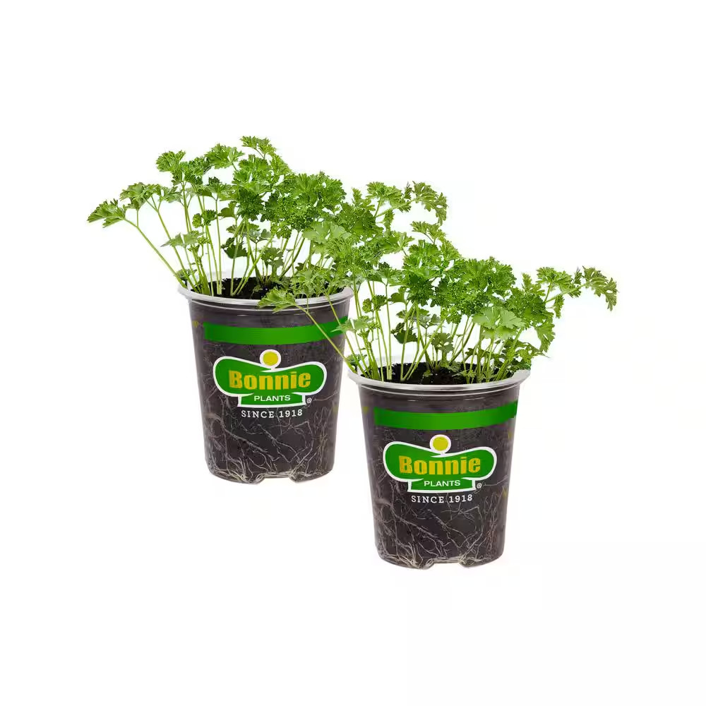 19 Oz. Curled Parsley Herb Plant (2-Pack)