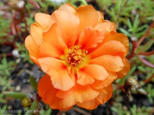 100 ORANGE PORTULACA Moss Rose Portulaca Grandiflora Flower Seeds *Comb S/H