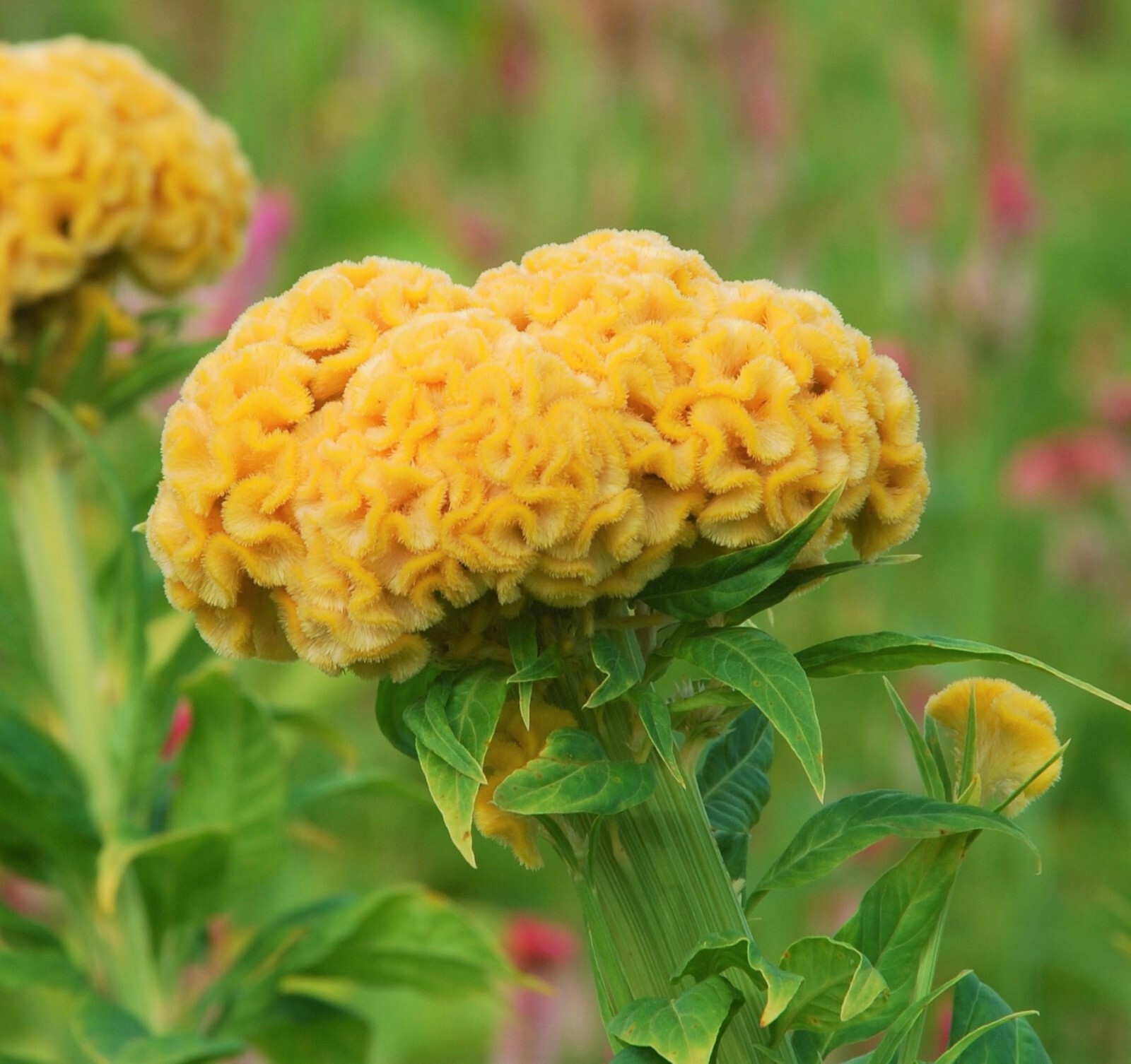 Celosia Argentea Cristata Yellow 50-100+ Seeds, Edible Cockscomb Heirloom Flower