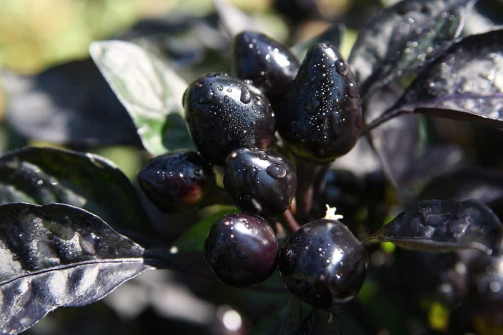 Black Pearl Ornamental Pepper 10 Seeds Free Shipping!