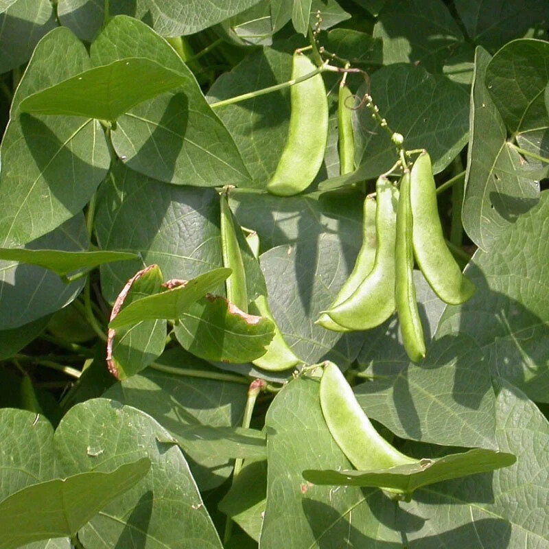 20+ seeds, Bean Seeds (Bush Lima)- Henderson, Open pollinated, Heirloom, Non-GMO