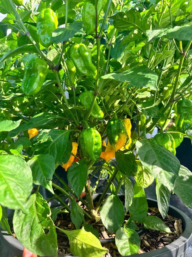Lucifer Lemon Pepper Seeds