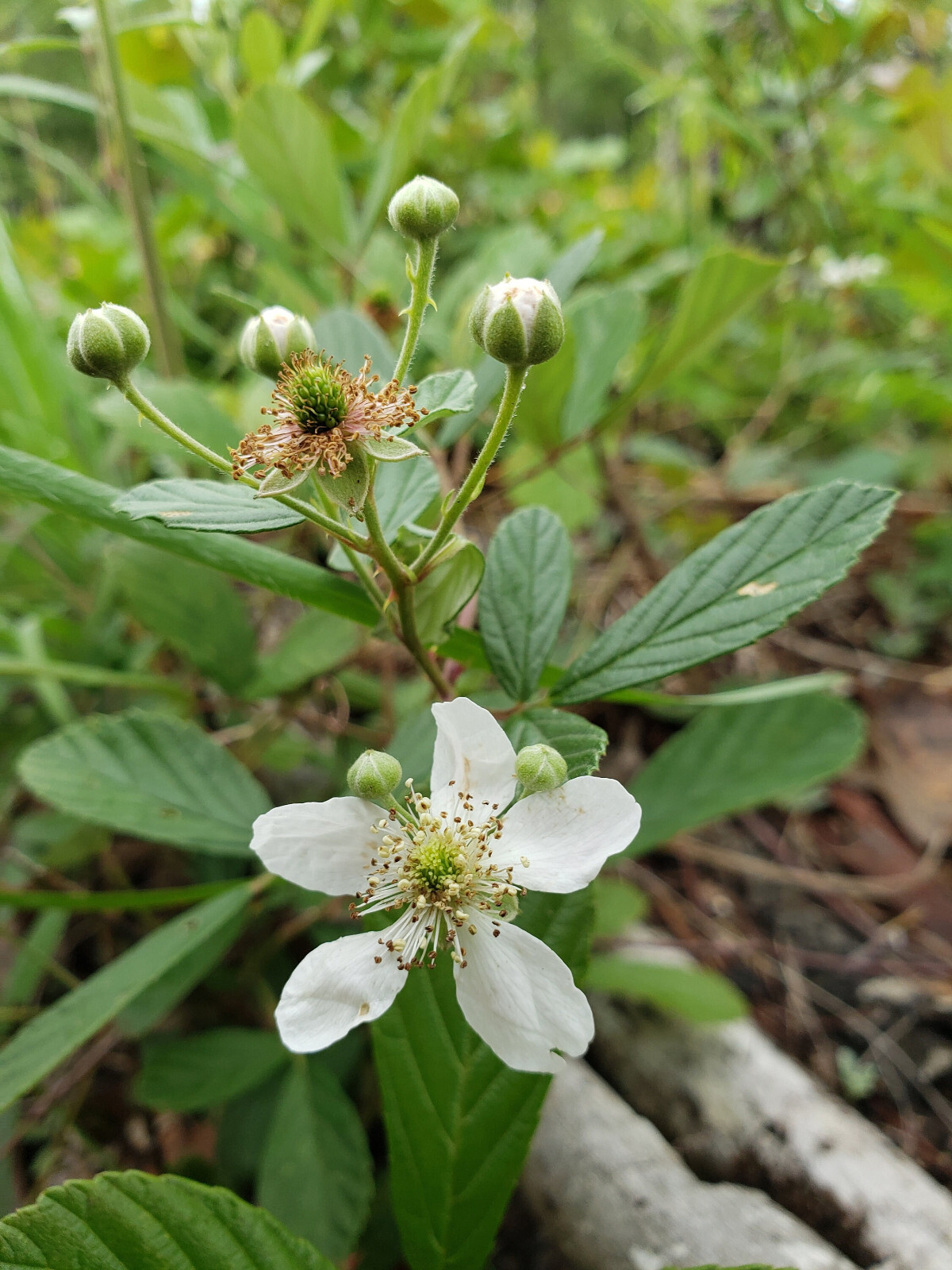 100+ Sand Blackberry Seeds | Rubus cuneifolius | Florida Native Berry | Wildlife