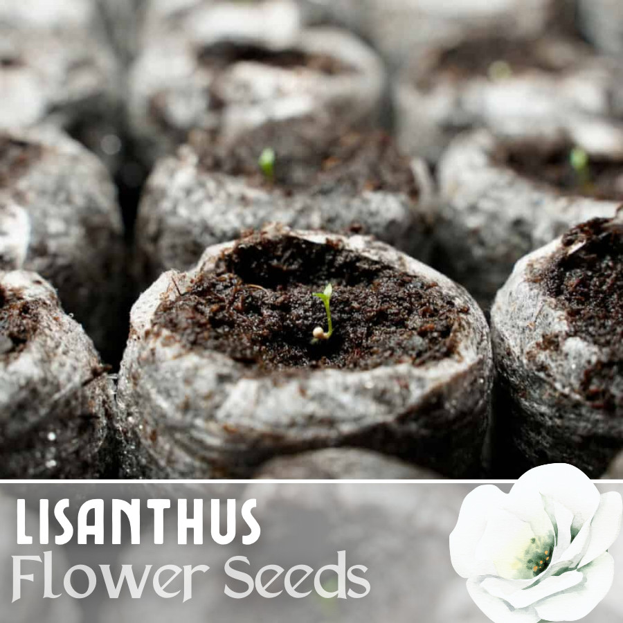 Bluehaven Lisianthus Seeds – 100 Seeds Garden Bloom Flower Seed Non Gmo