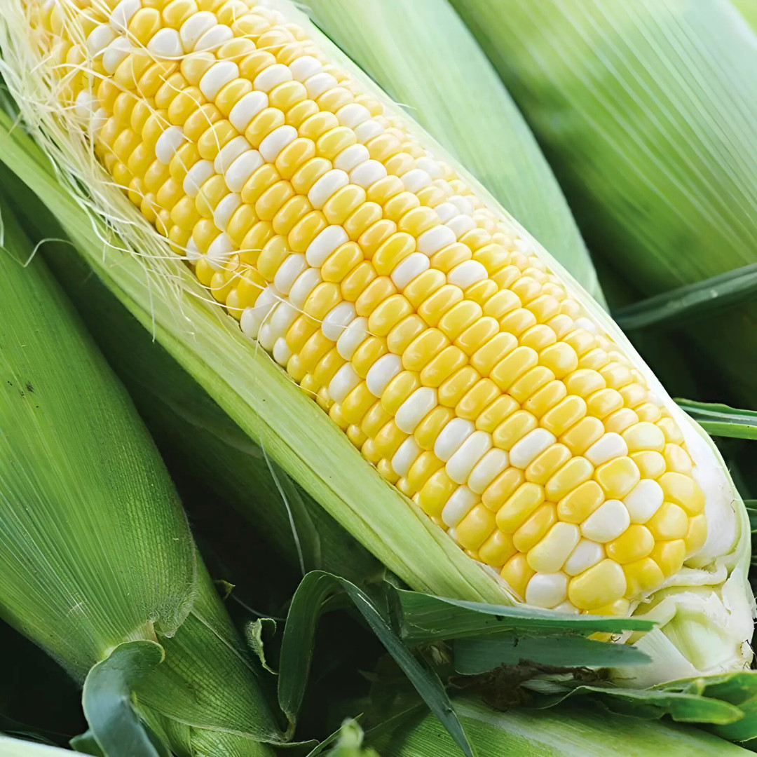 Fresh Peaches and Cream Corn Seeds | Sweet | Heirloom Non-GMO | Vegetable Seeds